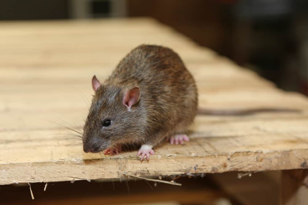 Pest Control mice